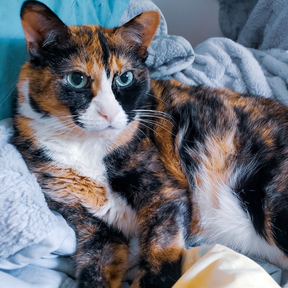 ❤ Snickers! ❤ - Picture 1 of 1